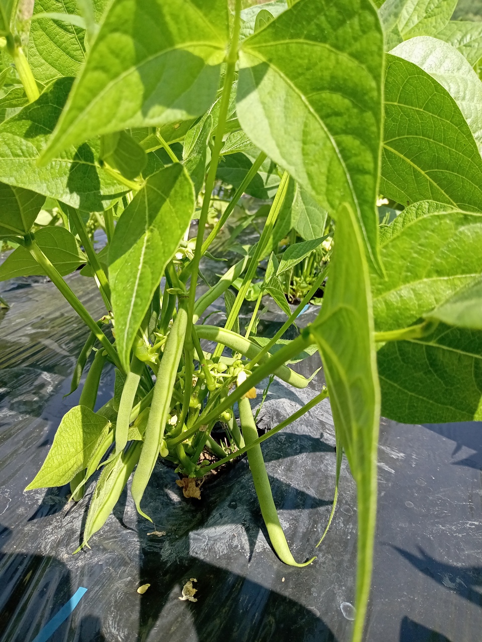 【旬をたっぷり】自然栽培の手渡したくなるお任せ野菜SET