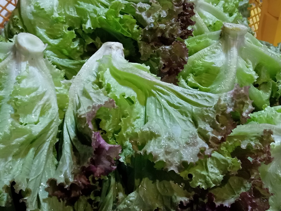 【旬をたっぷり】自然栽培の手渡したくなるお任せ野菜SET