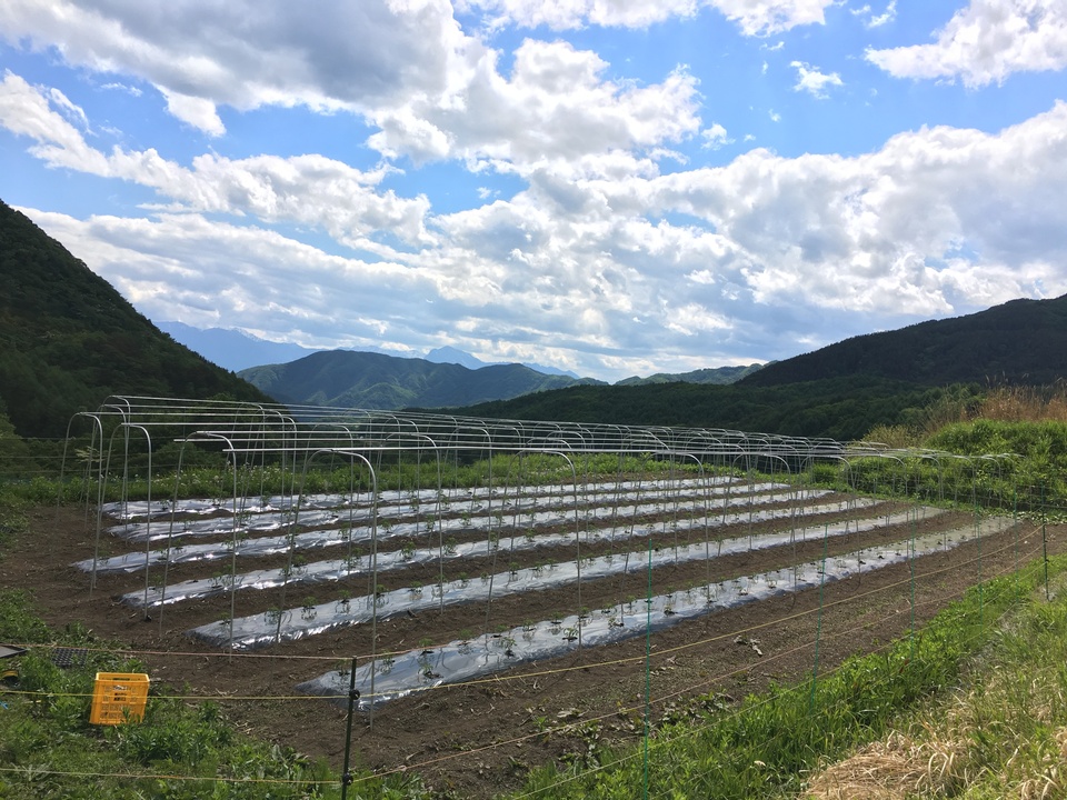 【旬をたっぷり】自然栽培の手渡したくなるお任せ野菜SET