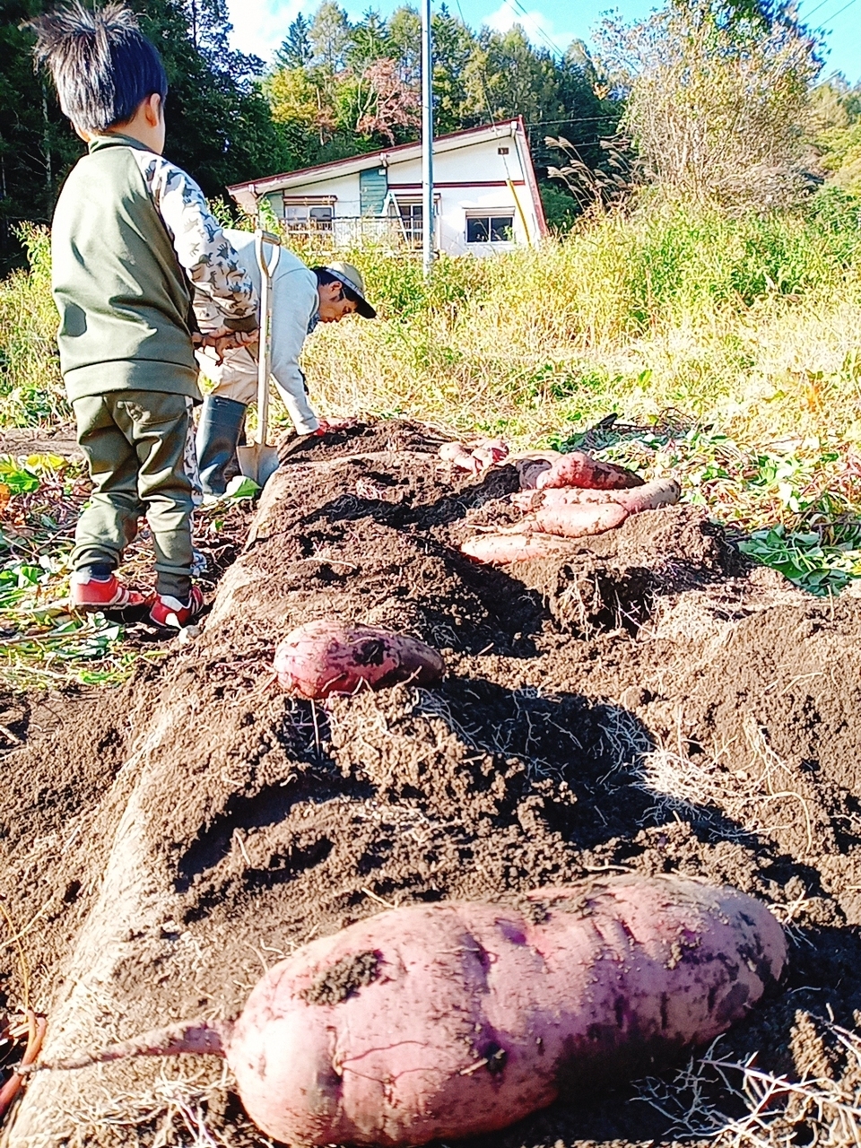 【はねだしでお得☆】自然栽培さつまいも4.5kg