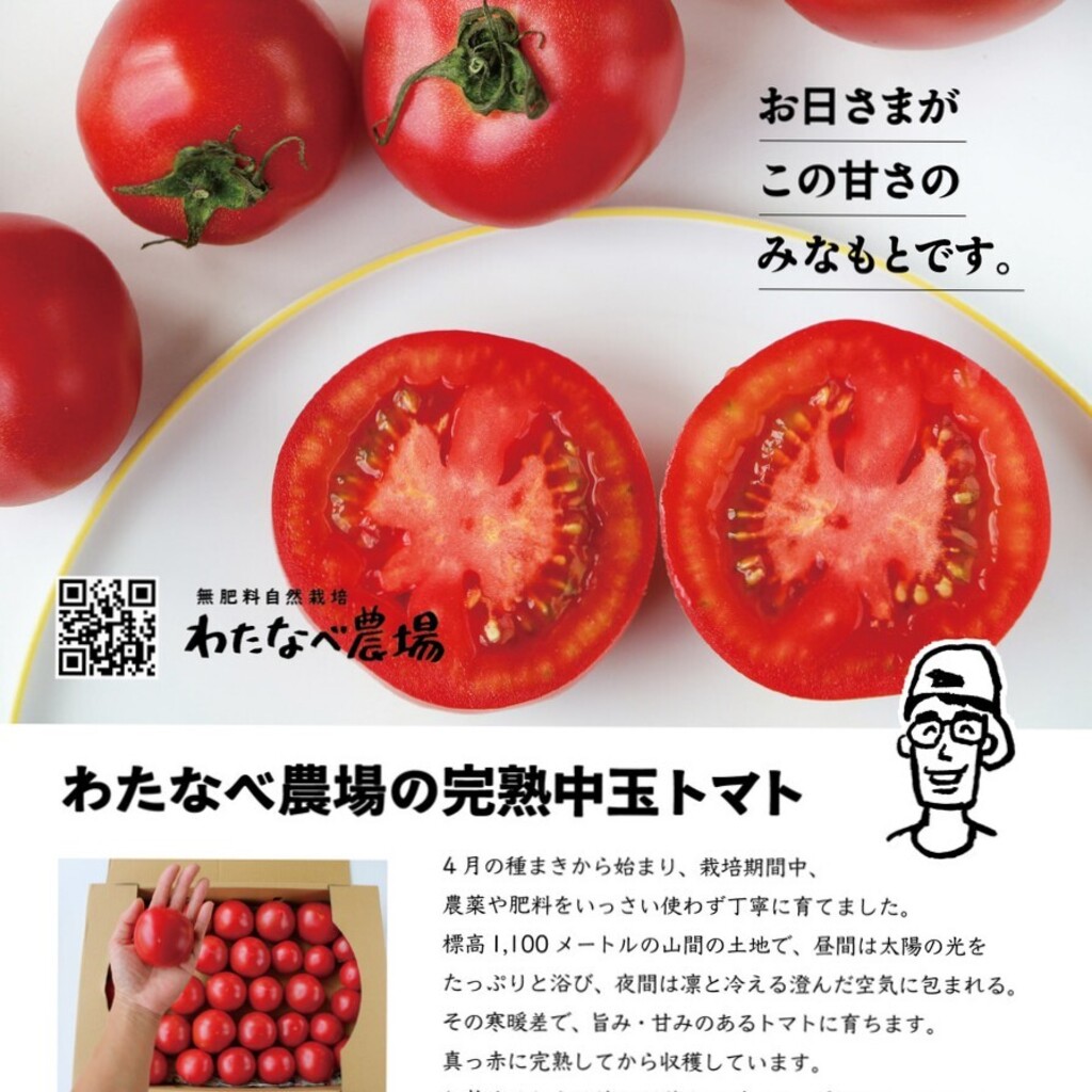 王様トマトとは|商品総合案内サイト|サカタのタネ 赤いトマト 王様トマトとは|商品総合案内サイト|サカタのタネ 赤いトマト