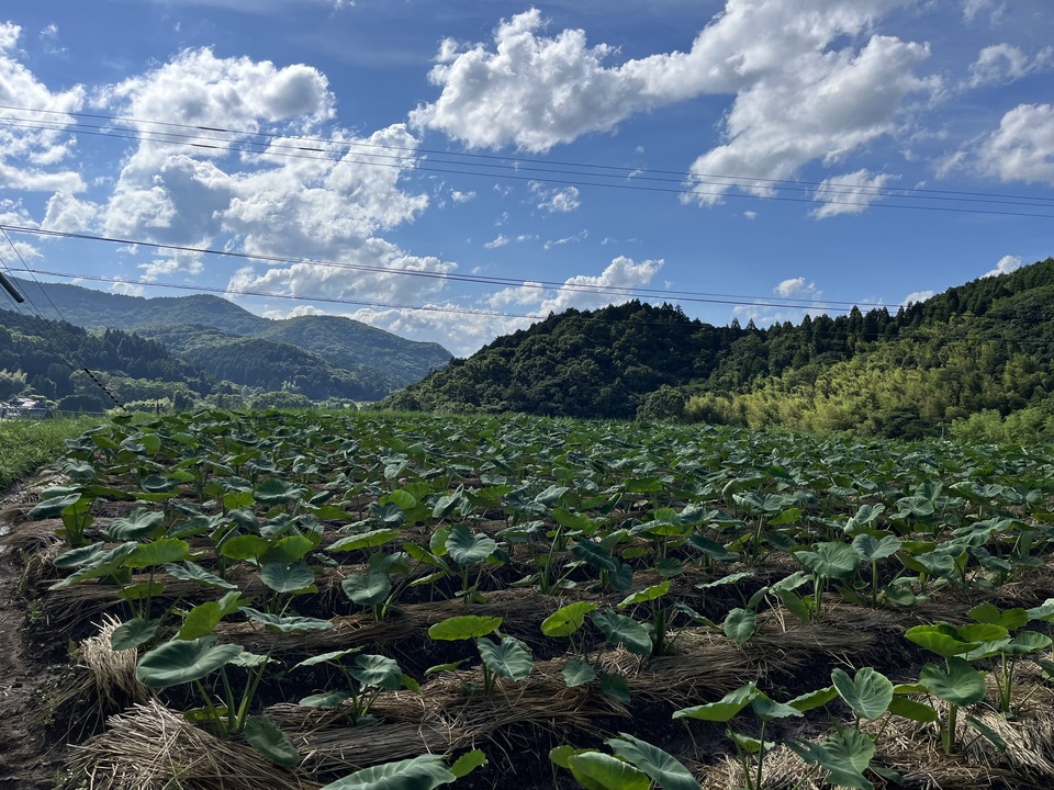 自然栽培・根菜・3種セット