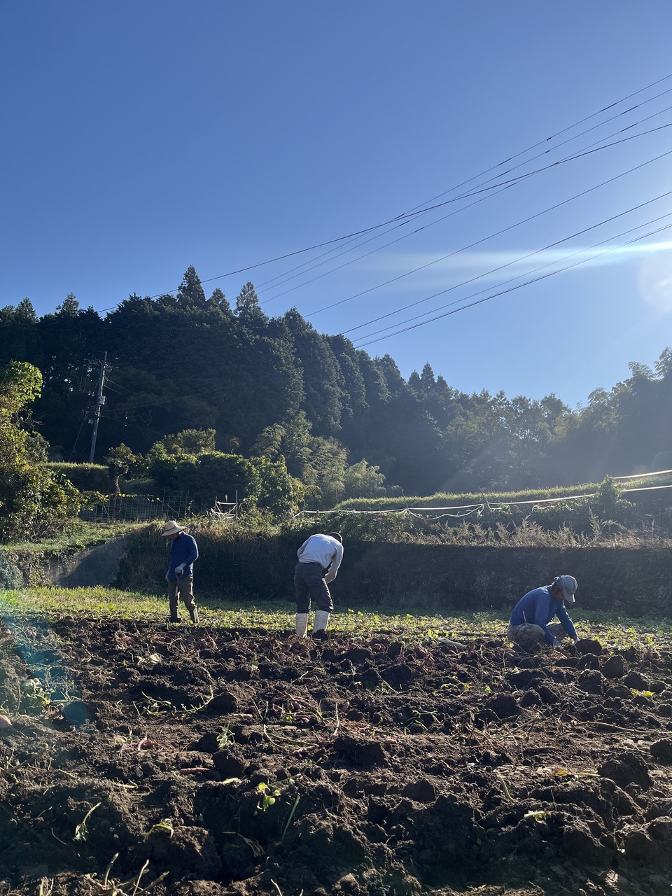 自然栽培【サイズ選べます】紅はるか 2キロ