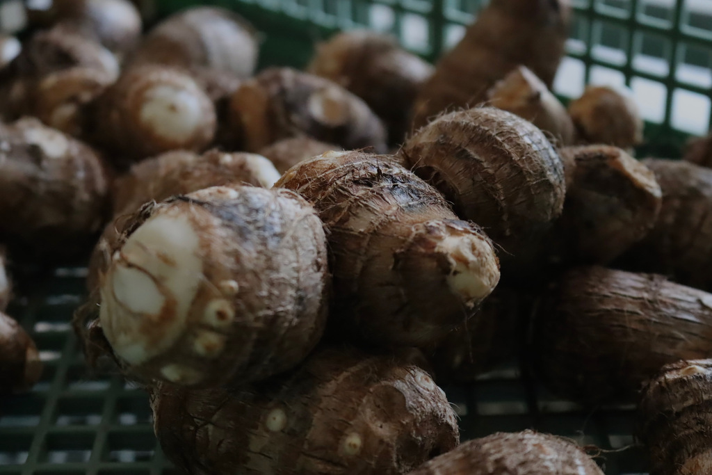 農家直送！里芋10キロ 無農薬無化学肥料栽培 農家直送！里芋10キロ 無