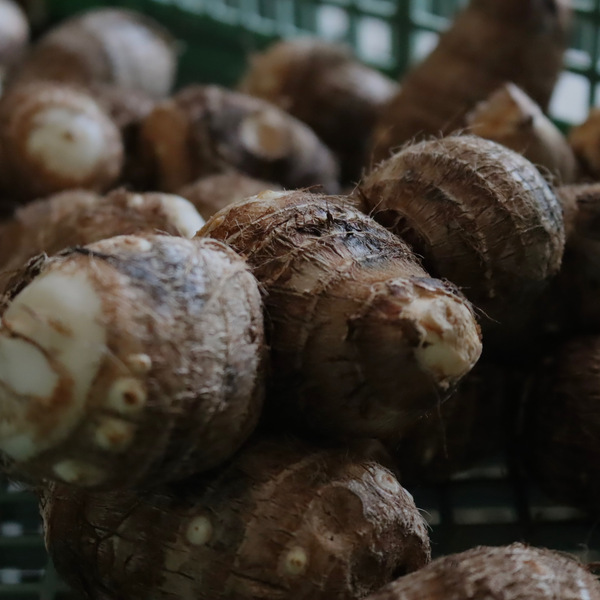 無肥料栽培 里芋 やーやまや (大分県産) 根菜通販 - たべるとくらすと