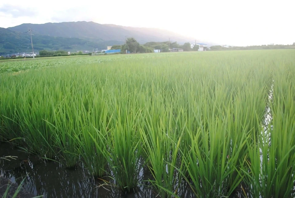 令和7年度産＜ヒノヒカリ＞農薬・化学肥料・動物性肥料不使用