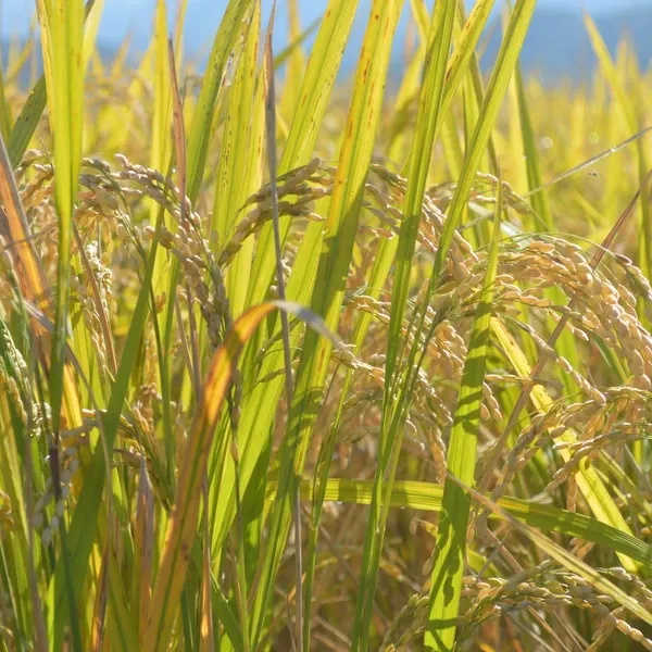 玄米】令和年7産 / ヒノヒカリ （無農薬・無肥料） かえるすたいる