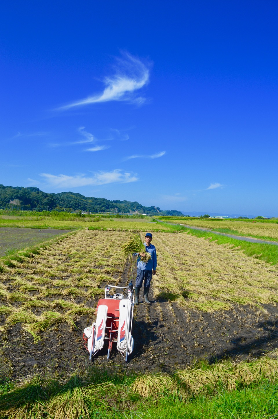 九州・鹿児島で無農薬・無肥料で作ったヒノヒカリ。 かえるすたいる