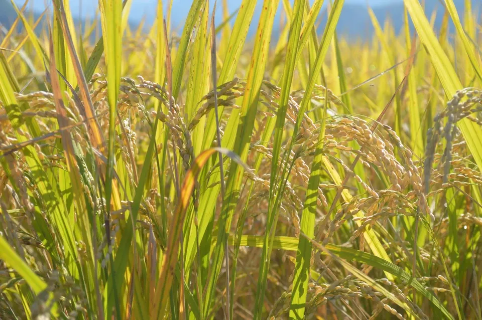 九州・鹿児島で無農薬・無肥料で作った朝日米。噛むほどに味わいが