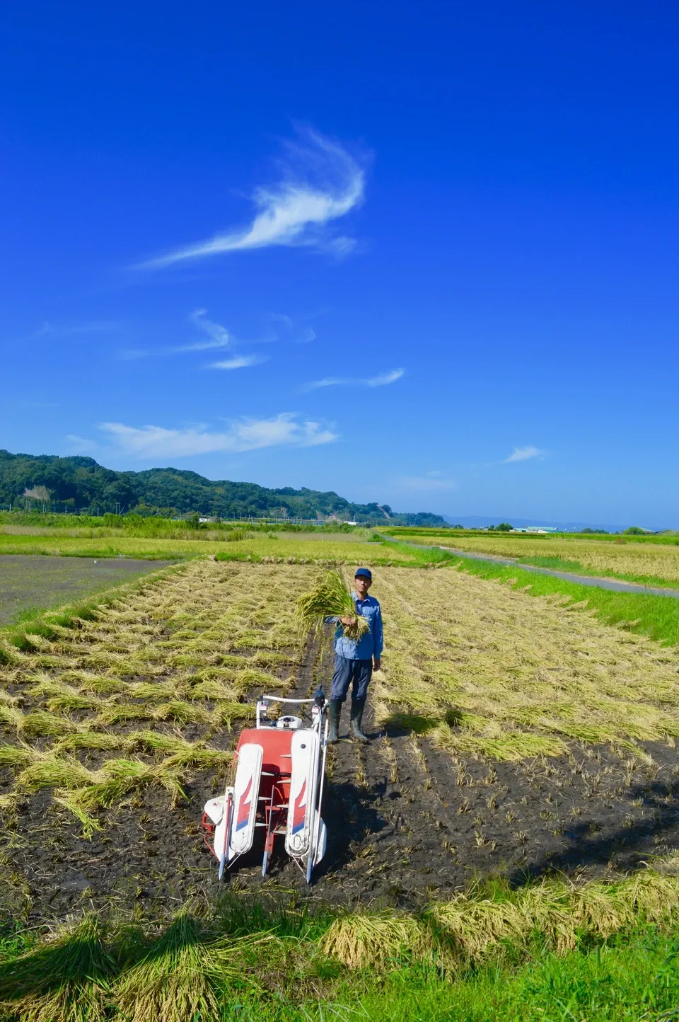 天日干しササニシキ　農薬不使用 九州・鹿児島の田んぼで無農薬・無肥料、天日干しで育てた