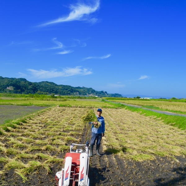 九州・鹿児島の田んぼで無農薬・無肥料、天日干しで育てたハッピーヒル