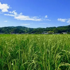 九州・鹿児島の田んぼで無農薬・無肥料、天日干しで育てたササニシキ