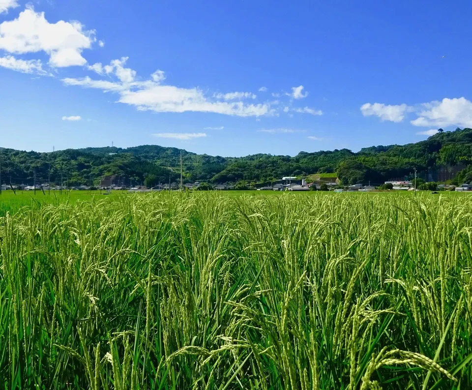 九州・鹿児島の田んぼで無農薬・無肥料、天日干しで育てた