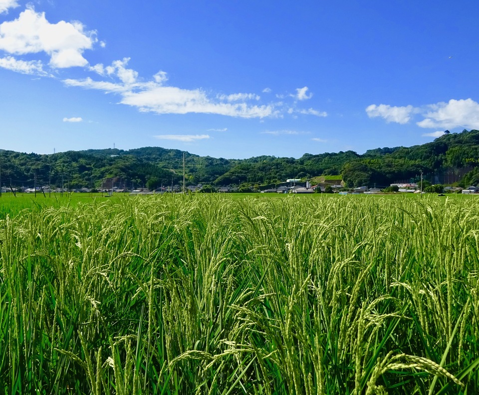 天日干しササニシキ玄米24キロ農薬不使用 商品情報 | 003034 | 有機玄米(ササニシキ)国産 | オーサワジャパン
