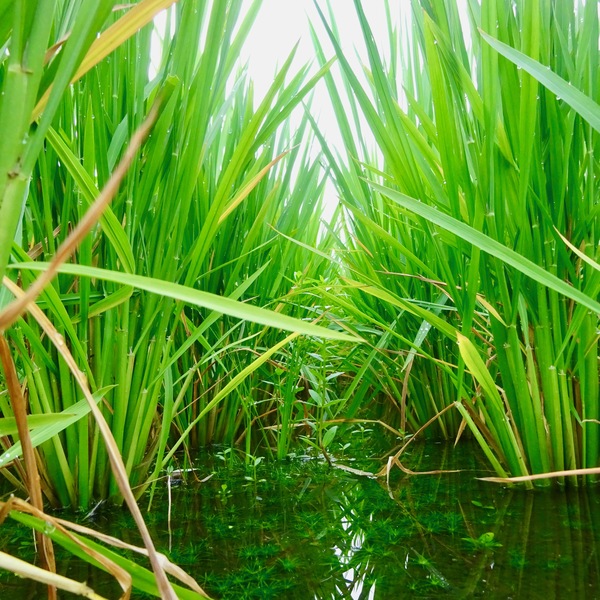 九州・鹿児島の田んぼで無農薬・無肥料、天日干しで育てたハッピーヒル