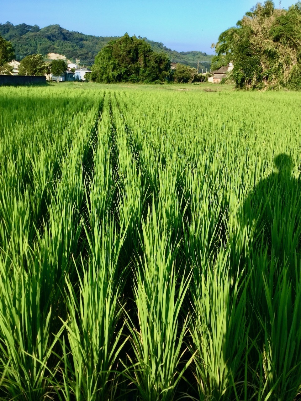 【白米】タイのもち米(カオニャオ)令和6年産(無農薬・無肥料)