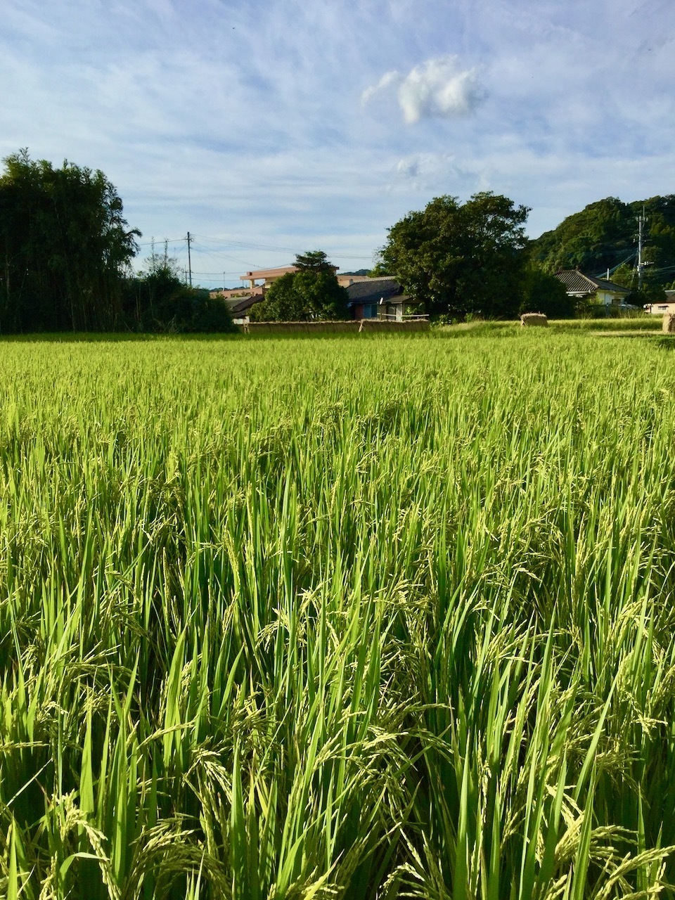 【白米】タイのもち米(カオニャオ)令和6年産(無農薬・無肥料)