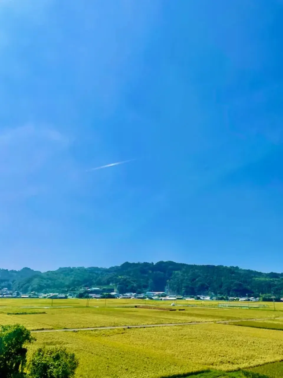 こめ粉