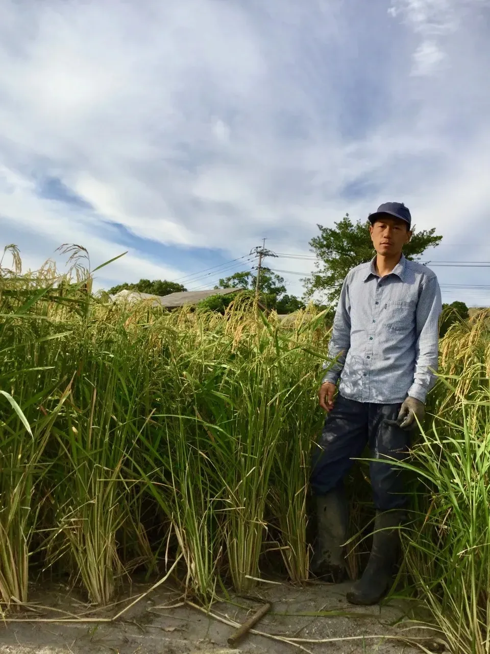 【玄米】令和7年産 タイ米（ジャスミンライス）無農薬・無肥料