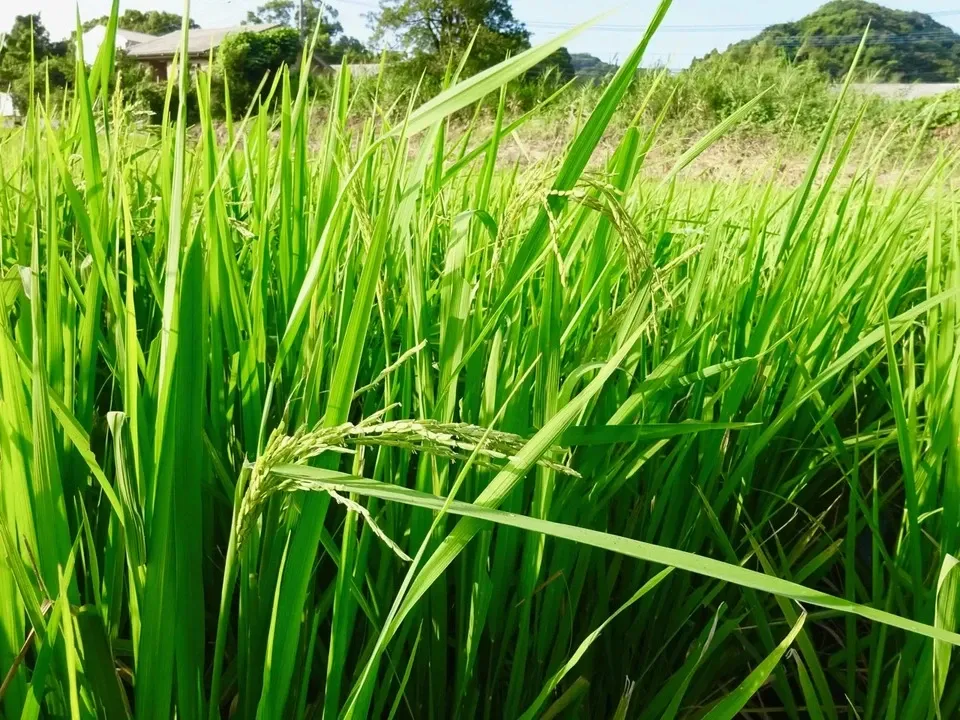 【玄米】令和7年産 タイ米（ジャスミンライス）無農薬・無肥料