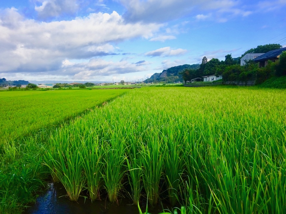 【白米】令和7年産 / タイ米（ジャスミンライス）無農薬・無肥料
