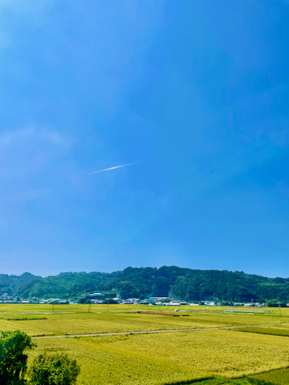 【玄米】朝日/令和7年産 ハザ掛け天日干し (無農薬・無肥料)