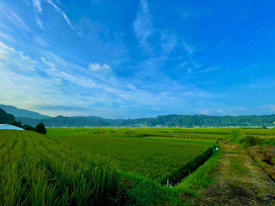 【玄米】朝日/令和7年産 ハザ掛け天日干し (無農薬・無肥料)