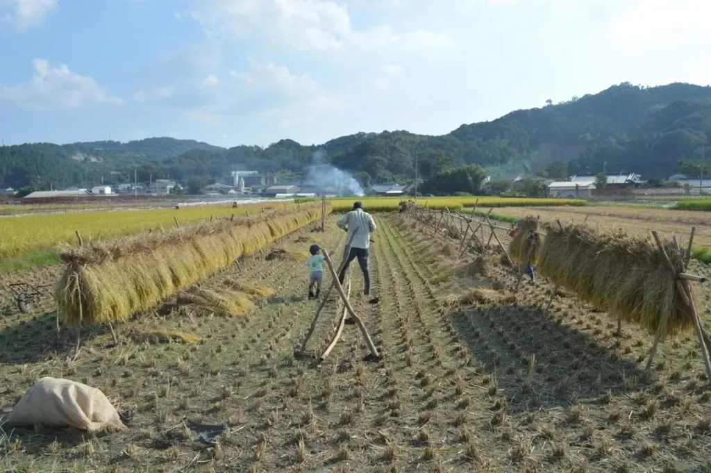 古代米mix（三種混合）令和7年産（無農薬・無肥料/ハザかけ天日干し