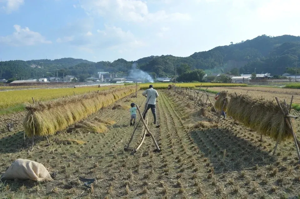 古代米mix（三種混合）令和6年産（無農薬・無肥料/ハザかけ天