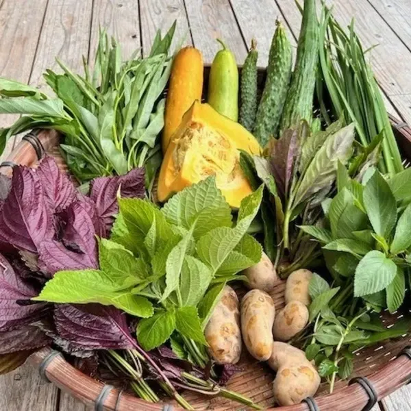 鹿児島県産「農薬:栽培期間中不使用」の赤高菜 鹿児島県産「農薬:栽培期間中不使用」の赤高菜 トマトGP受賞】栽培