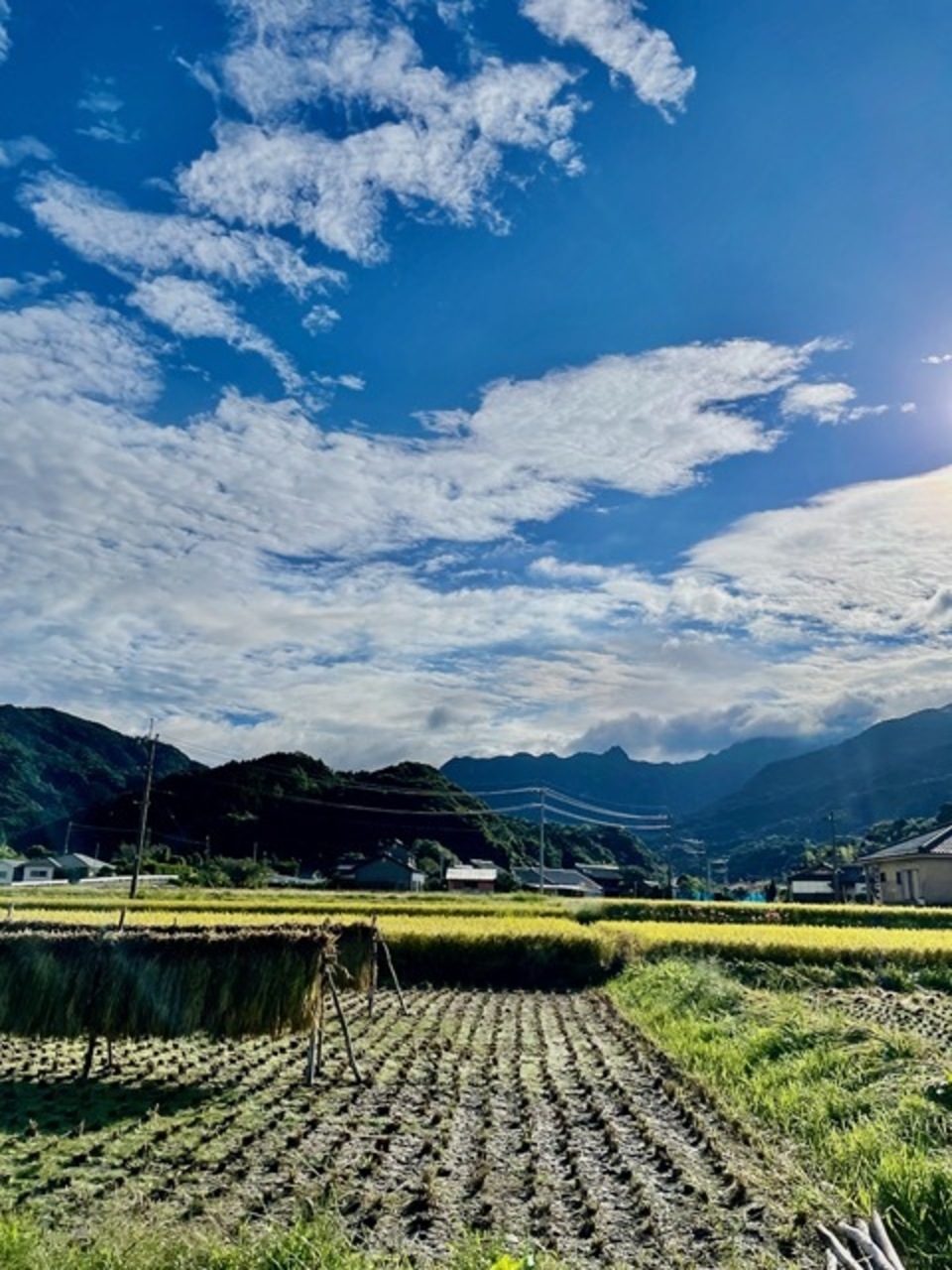 【玄米】朝日/令和7年産 ハザ掛け天日干し (無農薬・無肥料)