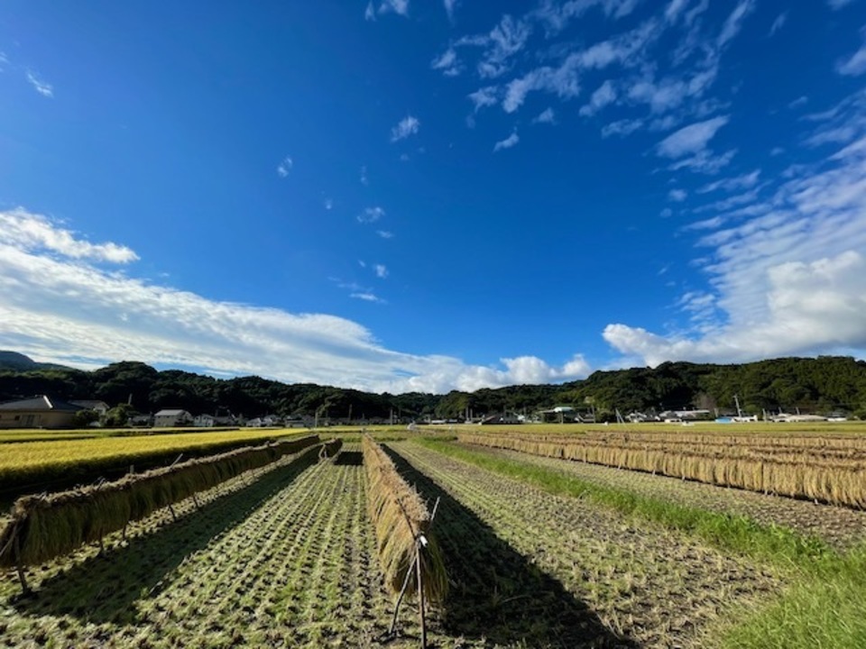 【玄米】朝日/令和7年産 ハザ掛け天日干し (無農薬・無肥料)