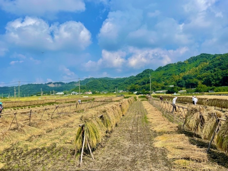 玄米】朝日／令和7年産 ハザ掛け天日干し （無農薬・無肥料） かえるす