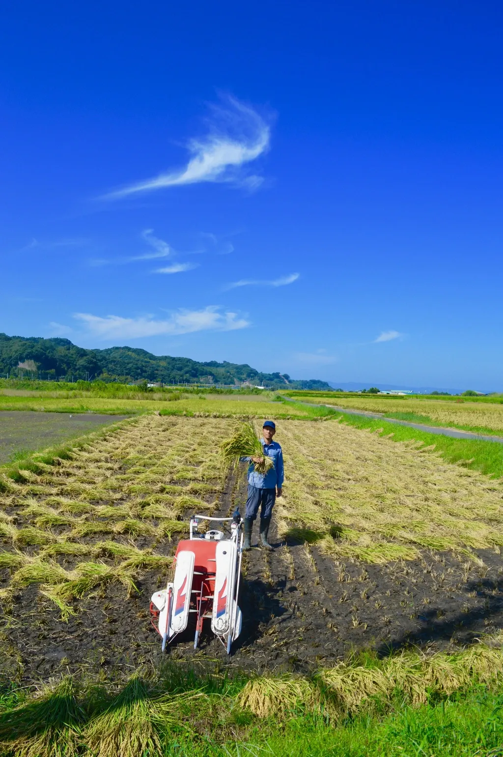 九州・鹿児島の田んぼで無農薬・無肥料、天日干しで育てたハッピーヒル