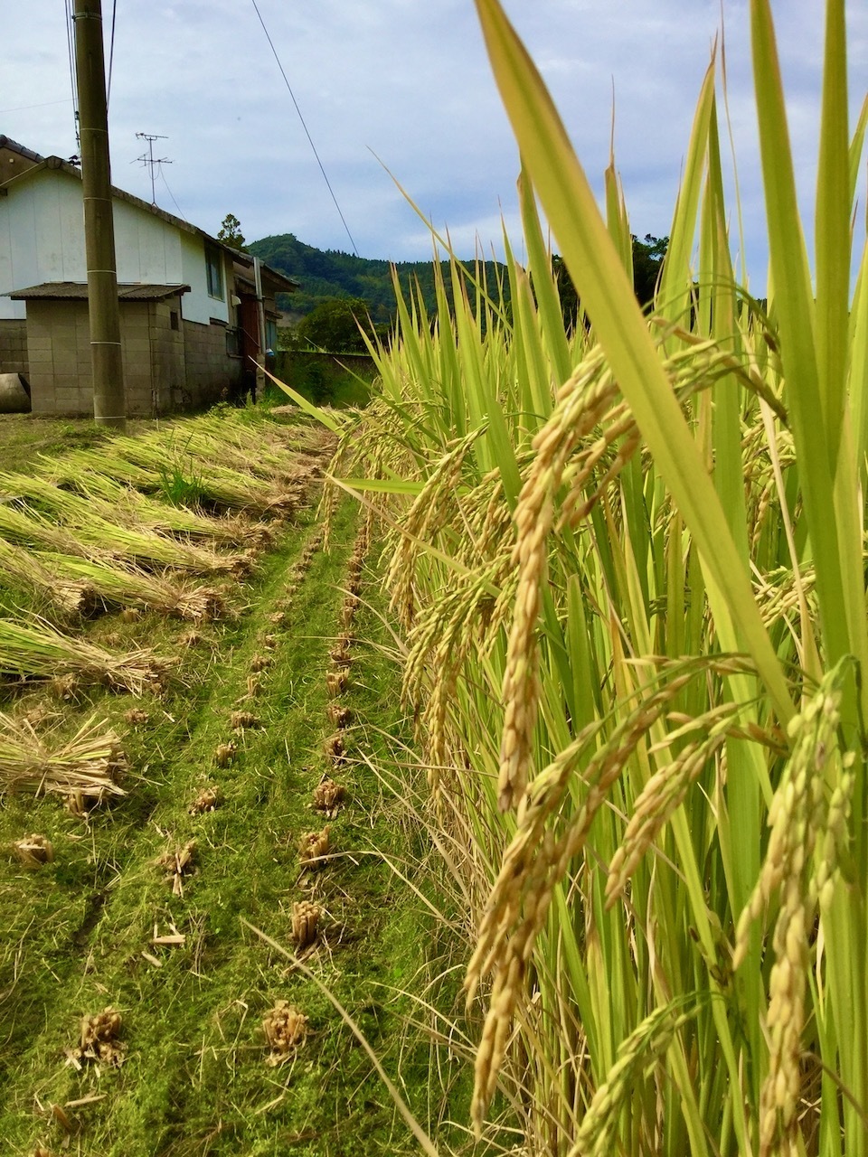 【玄米】タイのもち米(カオニャオ)令和7年産(無農薬・無肥料)