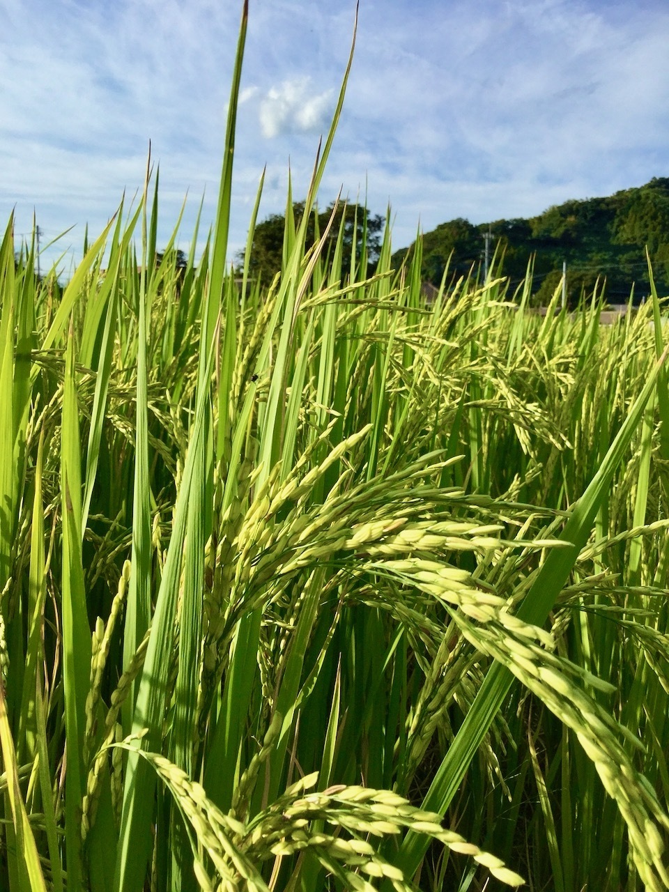 【玄米】タイのもち米(カオニャオ)令和7年産(無農薬・無肥料)