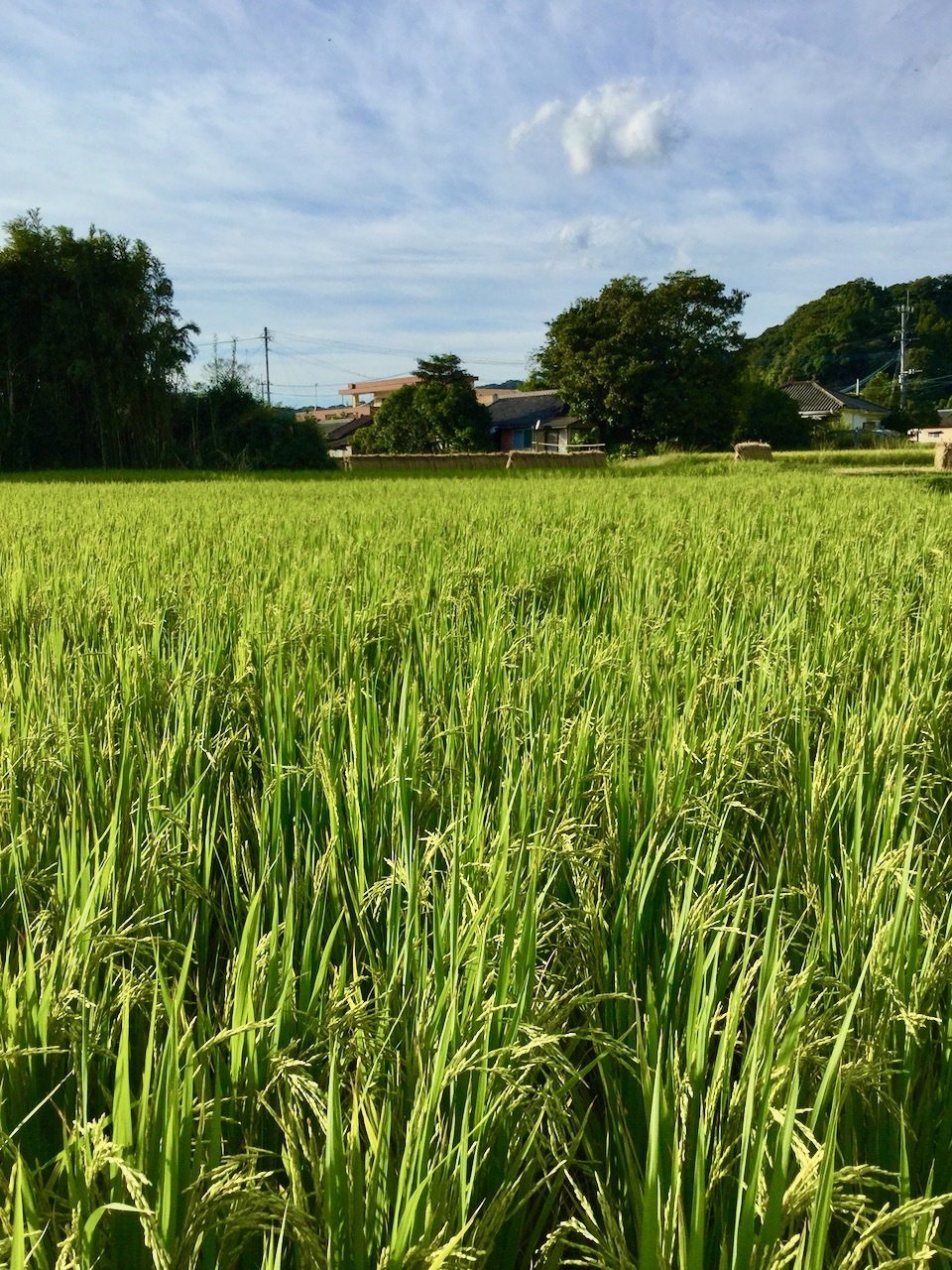 【玄米】タイのもち米(カオニャオ)令和7年産(無農薬・無肥料)