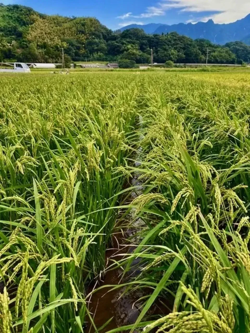 【玄米】令和7年産 / 神力 (無農薬・無肥料)