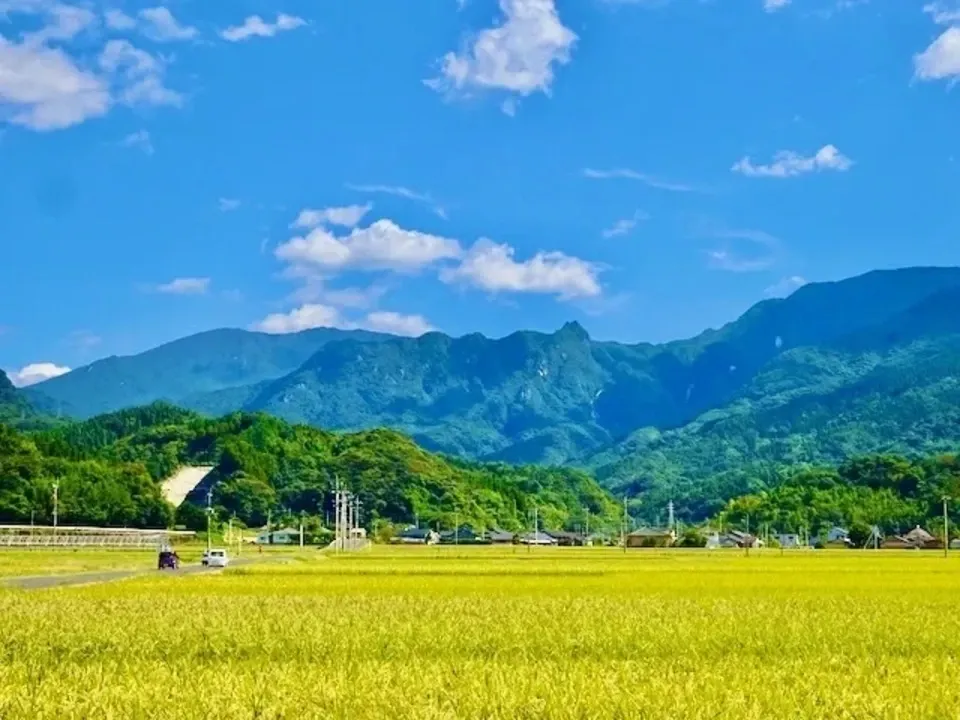 九州・鹿児島の田んぼで無農薬・無肥料、天日干しで育てたハッピーヒル
