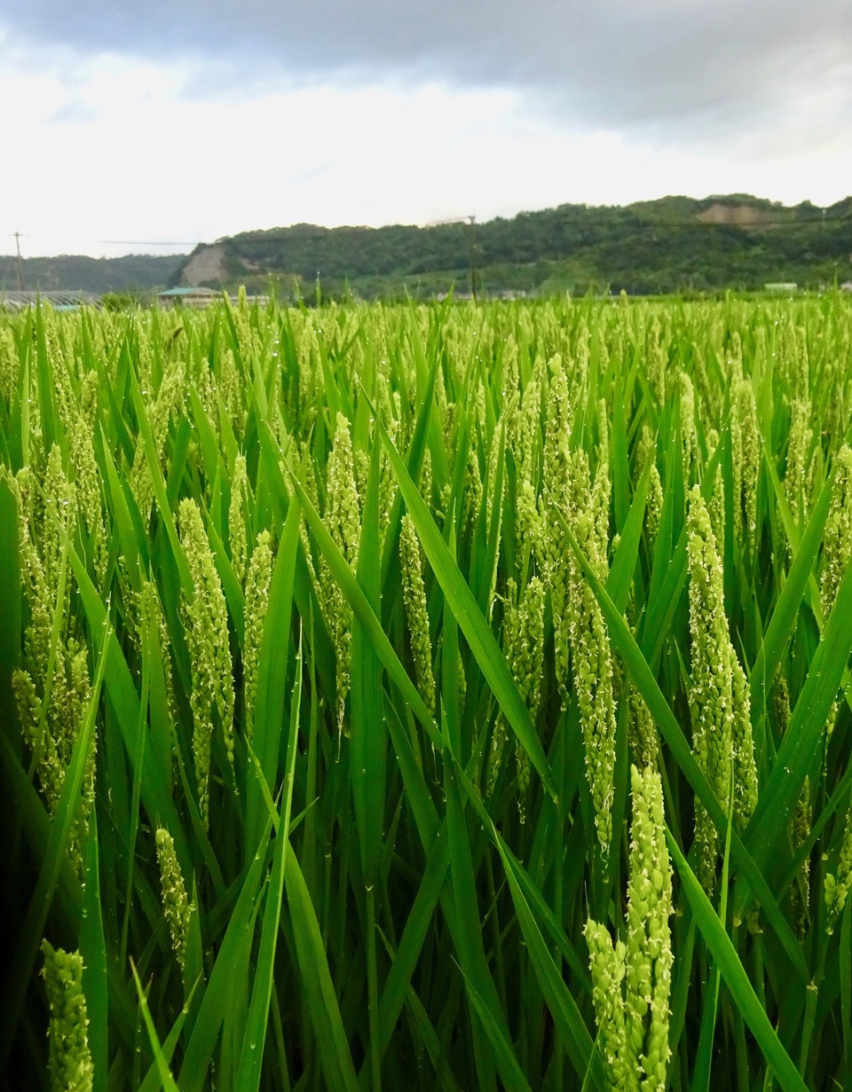 2021新米 自然栽培米 九州 福岡県産 自然栽培米 10kg 無農薬 無肥料 お米 令和５年度新米 20kg自然栽培米 農薬不使用 化学肥料