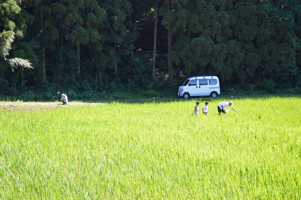 緑米 令和7年産（無農薬・無肥料/ハザかけ天日干し） かえるすたいる