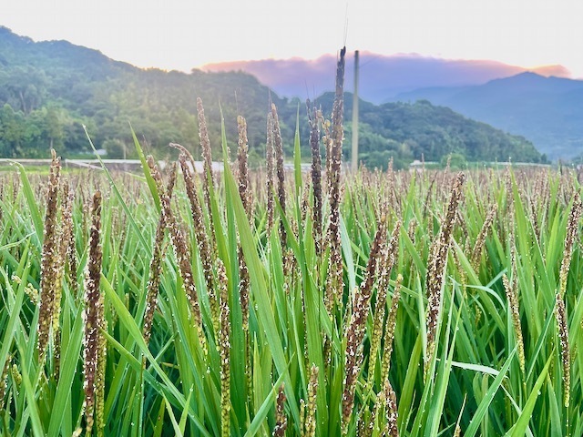 餅つき始まりました。 - たべるとくらすと