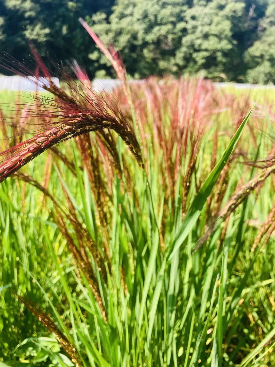 無肥料・農薬不使用の天日干し＜古代米3種ミックス 黒米/赤米/緑米＞鳥取・大山の冬期湛水不耕起で手植え手刈りのお米