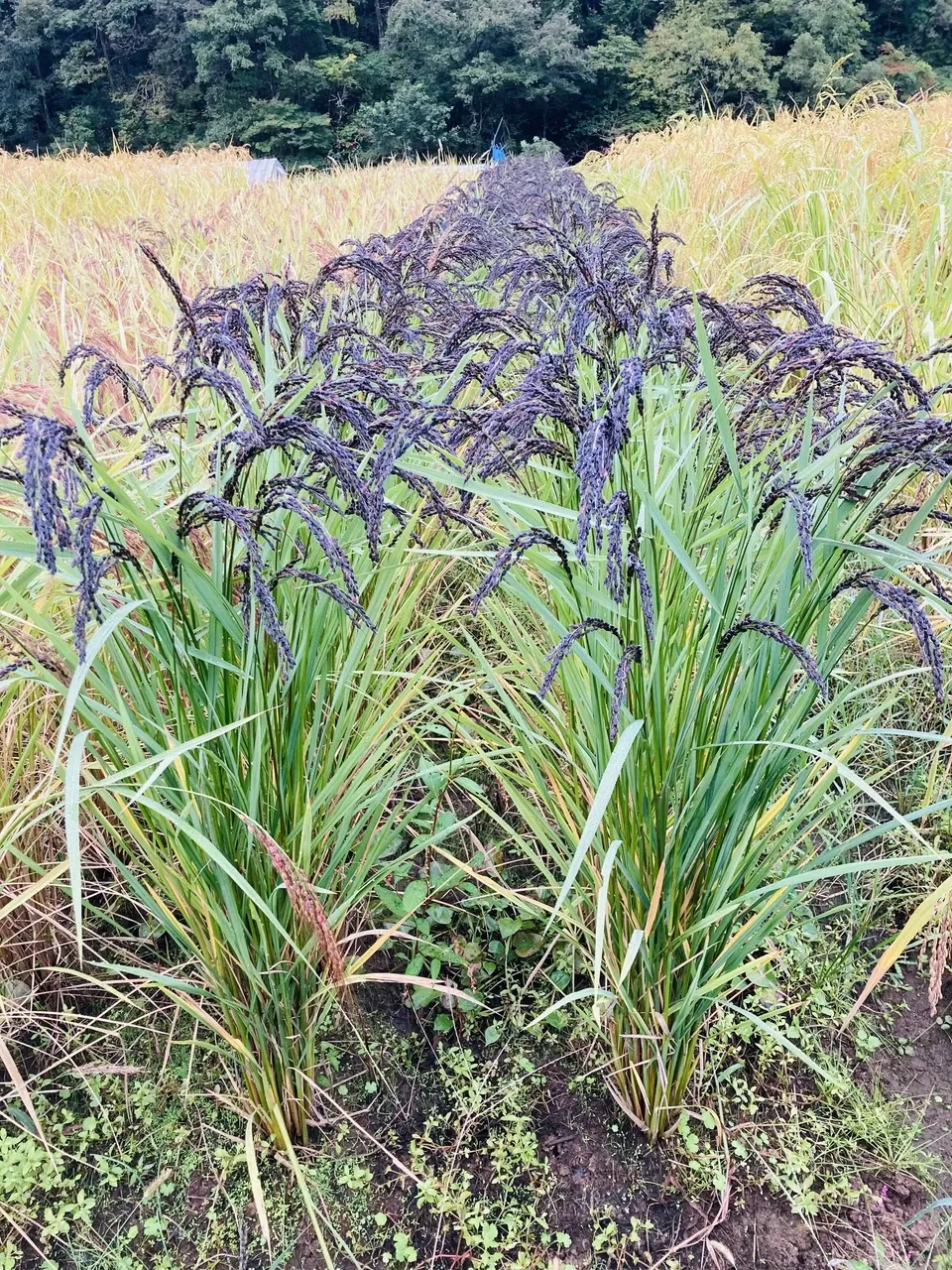 無肥料・農薬不使用の天日干し＜古代米3種ミックス 黒米/赤米/緑米＞鳥取・大山の冬期湛水不耕起で手植え手刈りのお米