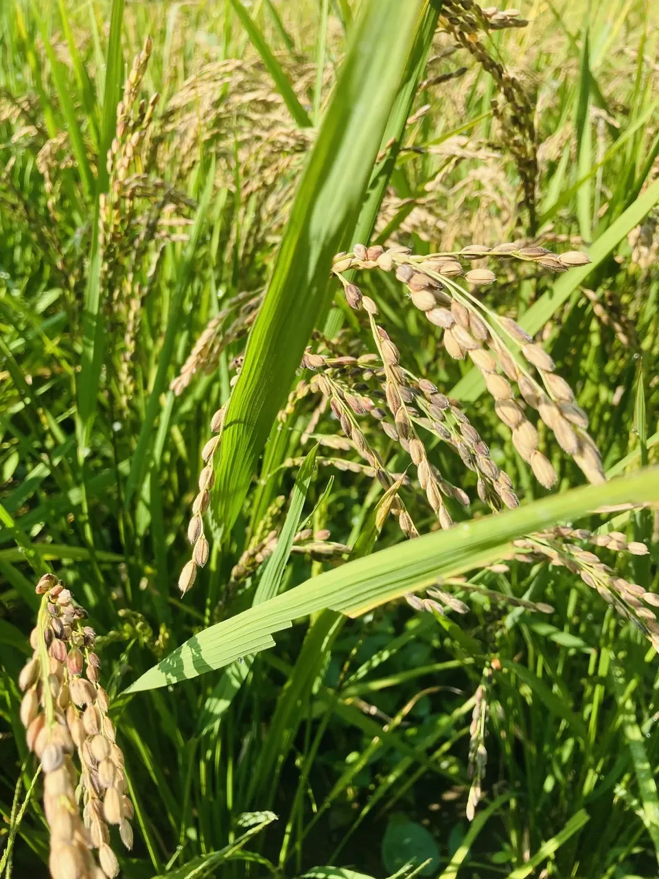 無肥料・農薬不使用の天日干し＜古代米3種ミックス 黒米/赤米/緑米＞鳥取・大山の冬期湛水不耕起で手植え手刈りのお米