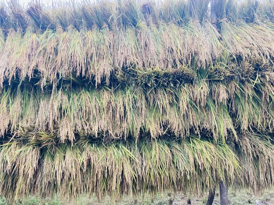 無肥料・農薬不使用の天日干し＜古代米3種ミックス 黒米/赤米/緑米＞鳥取・大山の冬期湛水不耕起で手植え手刈りのお米