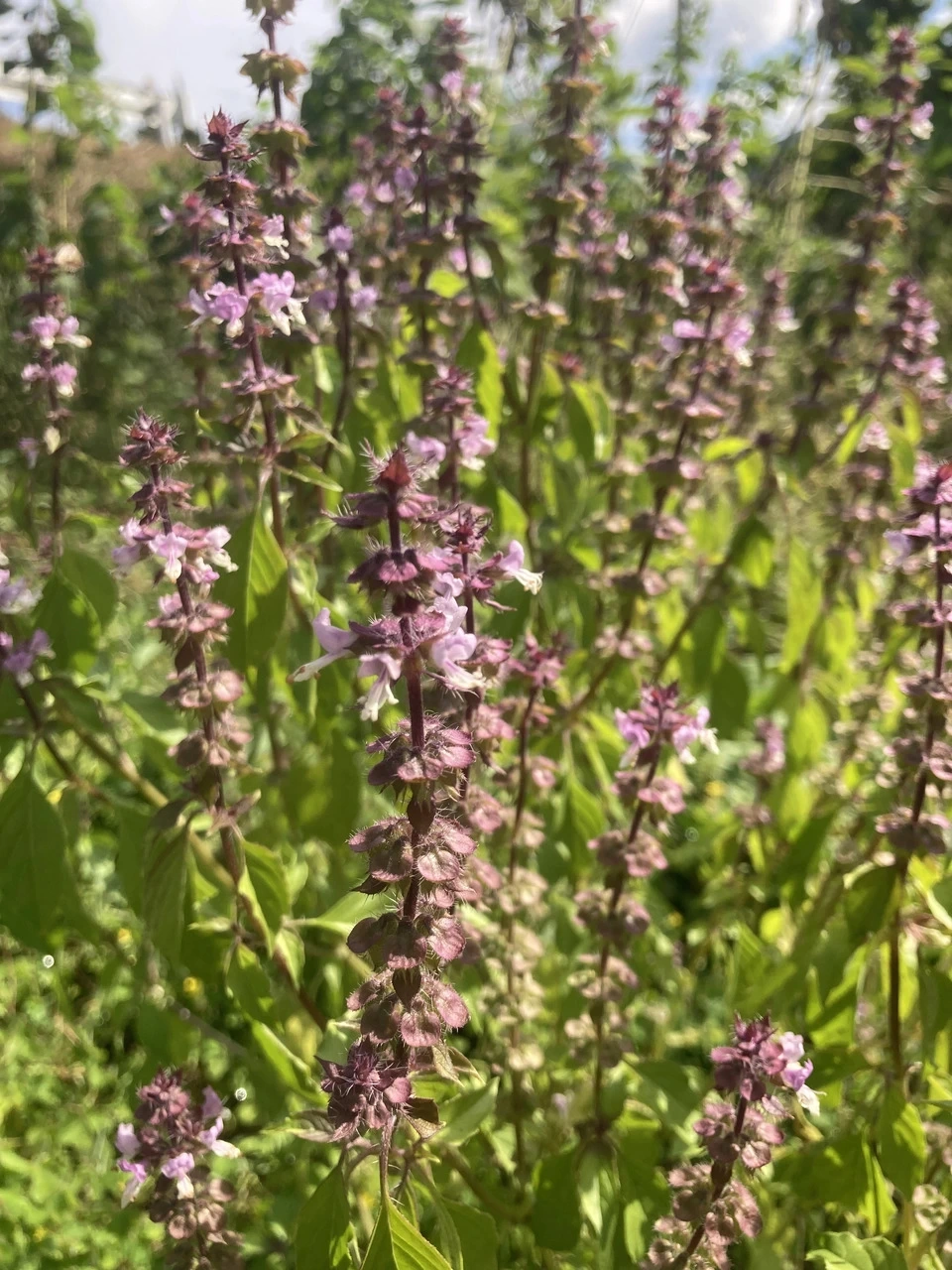古代インドより神聖視される植物の花穂〈トゥルシーブロッサム〉芳醇な香りで心身ともにリラックスする時間