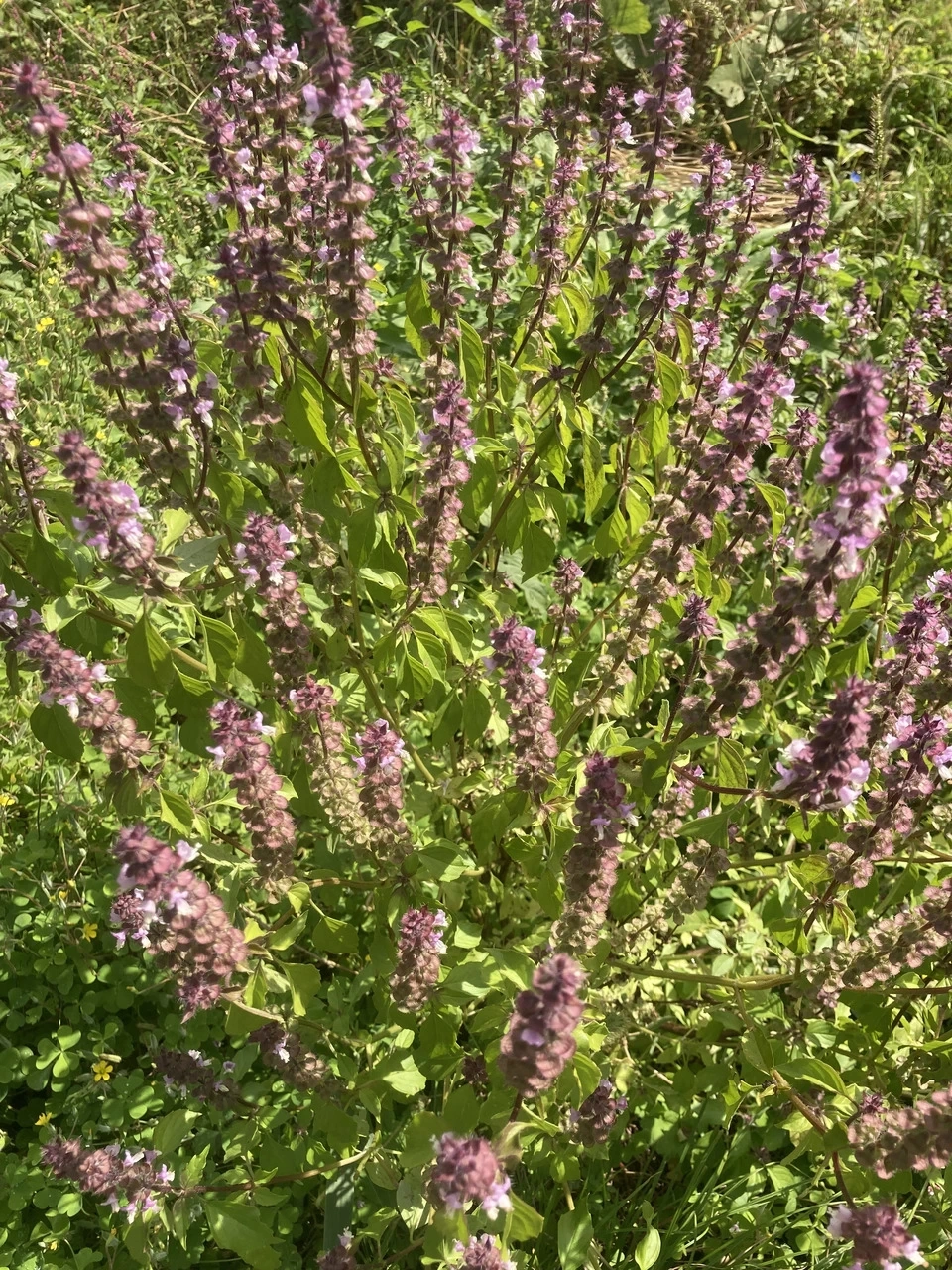 古代インドより神聖視される植物の花穂〈トゥルシーブロッサム〉芳醇な香りで心身ともにリラックスする時間