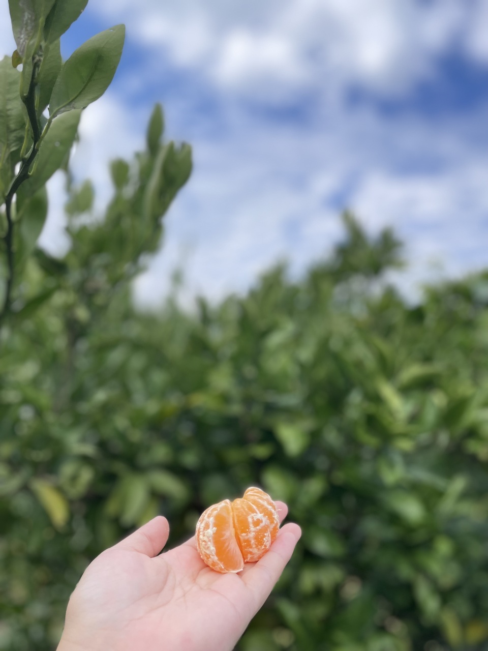 農薬不使用八女茶で育てた濃厚なやまんたみかん5kg
