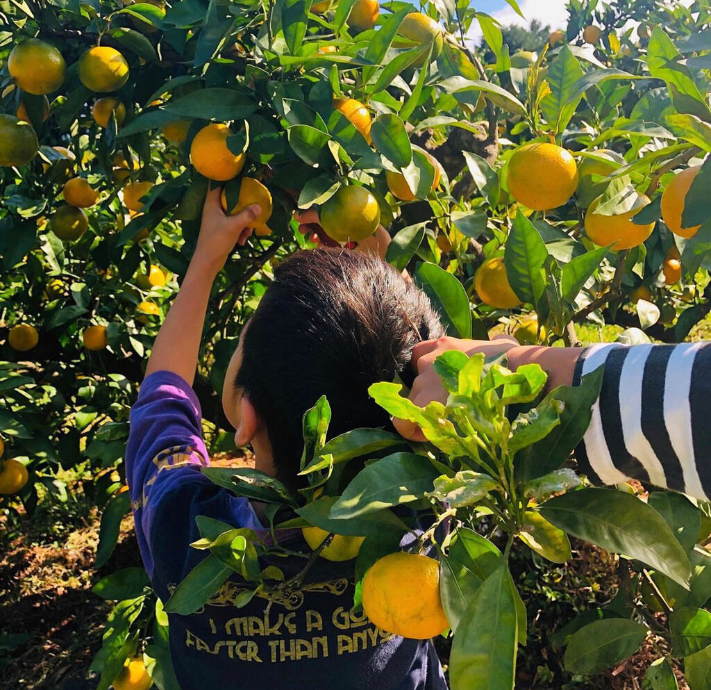 やまんた農園について | やまんた農園通販 - たべるとくらすと